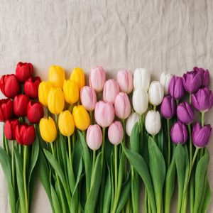 Тюльпаны — палитра цветов: красные, жёлтые, розовые, белые и фиолетовые